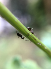 Lasius