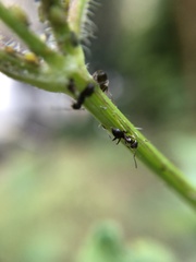 Lasius