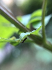 Lasius