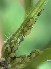 Aphidomorpha