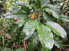 Melicope semecarpifolia