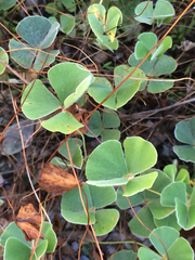 Marsilea macropoda