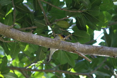 Spindalis zena benedicti