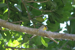 Spindalis zena benedicti