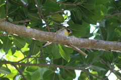 Spindalis zena benedicti