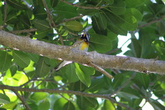 Spindalis zena benedicti