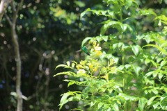 Cynanthus forficatus