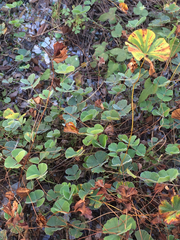 Marsilea macropoda
