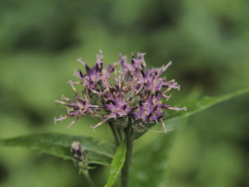 american saw-wort (Saussurea americana)