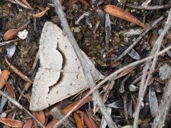 Dichromodes euscia