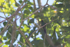 Cynanthus forficatus