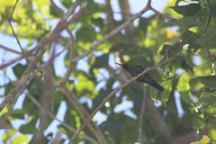 Cynanthus forficatus