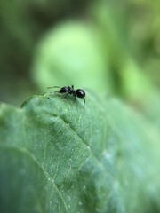 Lasius