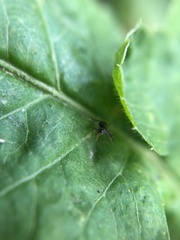 Lasius
