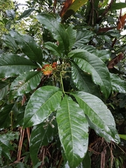 Melicope semecarpifolia