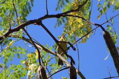 Coereba flaveola caboti