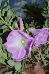 Ipomoea lenis