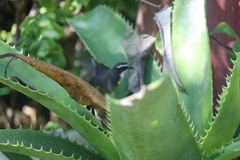 Coereba flaveola caboti