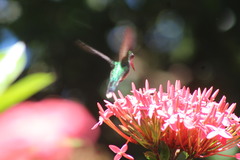 Cynanthus forficatus