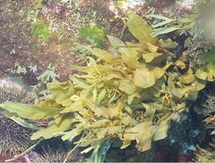 Carpophyllum flexuosum