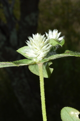 Gomphrena nitida