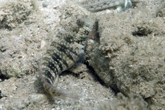 Spalding's Blenny photo 3