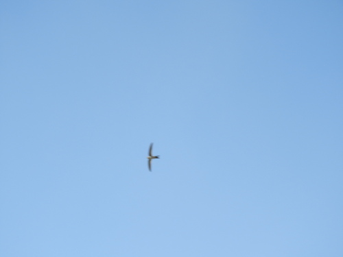 Andean Swift (Aeronautes andecolus), photo 4