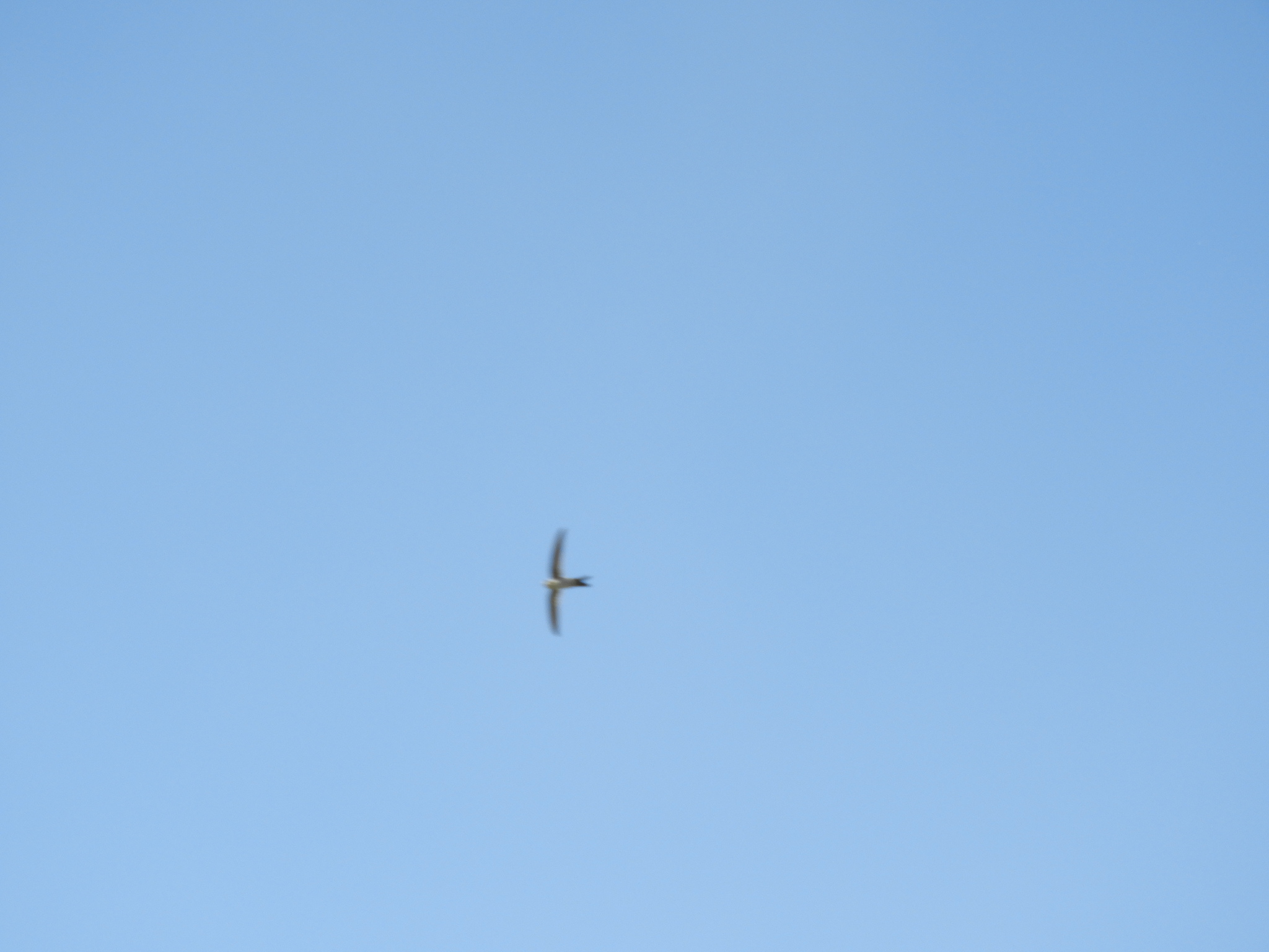 Andean Swift (Aeronautes andecolus), photo 7