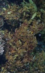 Carpophyllum flexuosum