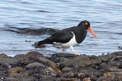 Haematopus leucopodus