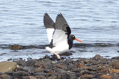 Haematopus leucopodus