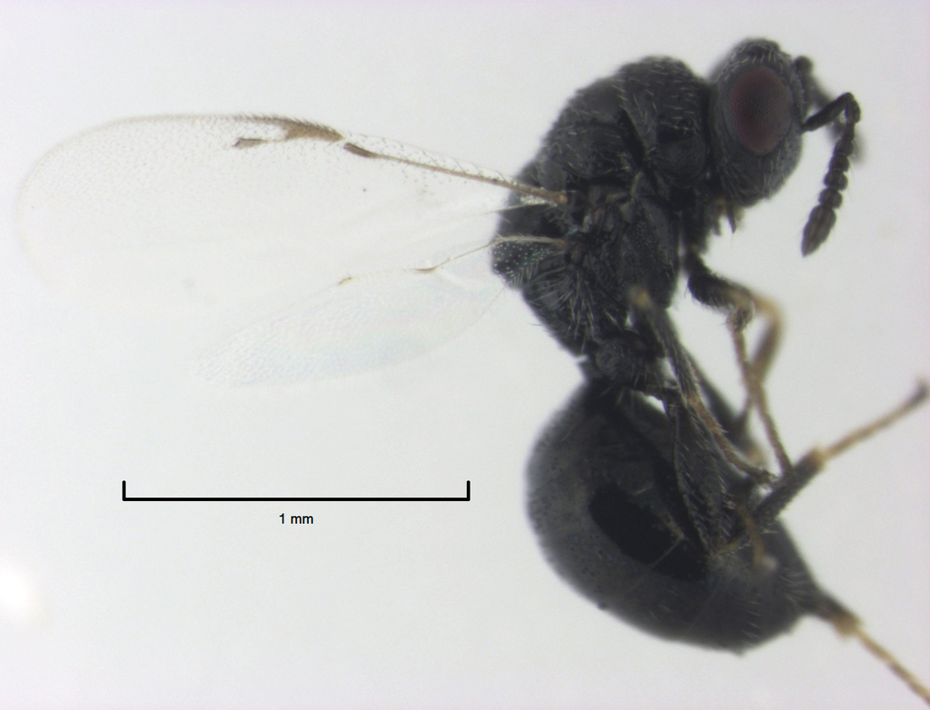 Fennel Seed Chalcidoid Wasp