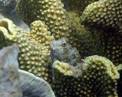 Spalding's Blenny photo 4