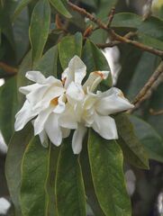 Magnolia doltsopa