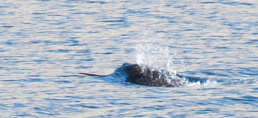 Narwhal surfacing with its spiral tusk showing, Nunavut, Canada