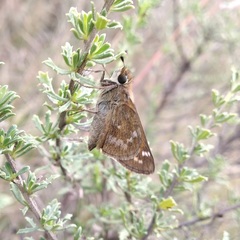 Atalopedes campestris huron