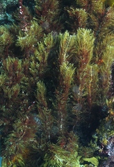 Carpophyllum plumosum