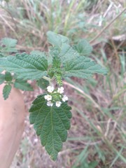Lantana grisebachii