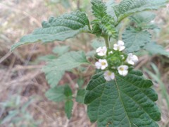 Lantana grisebachii