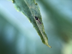 Insecta