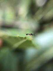 Insecta