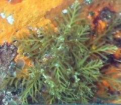 Carpophyllum plumosum