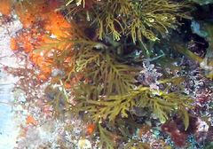 Carpophyllum plumosum