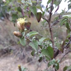 Brickellia veronicifolia