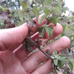 Brickellia veronicifolia