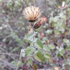 Brickellia veronicifolia