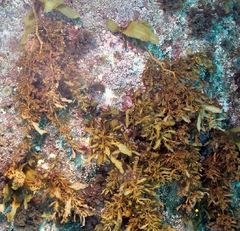 Carpophyllum flexuosum