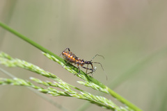 Gminatus australis