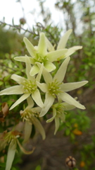 Clematis forsteri