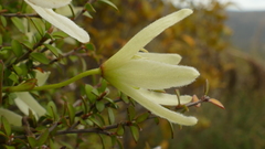 Clematis forsteri
